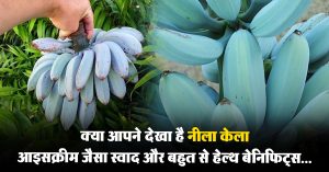 सोशल मीडिया पर वायरल हुई नीले केले की तस्वीरें, आइसक्रीम जैसा है इसका स्वाद, मिलेंगे बहुत से फायदे