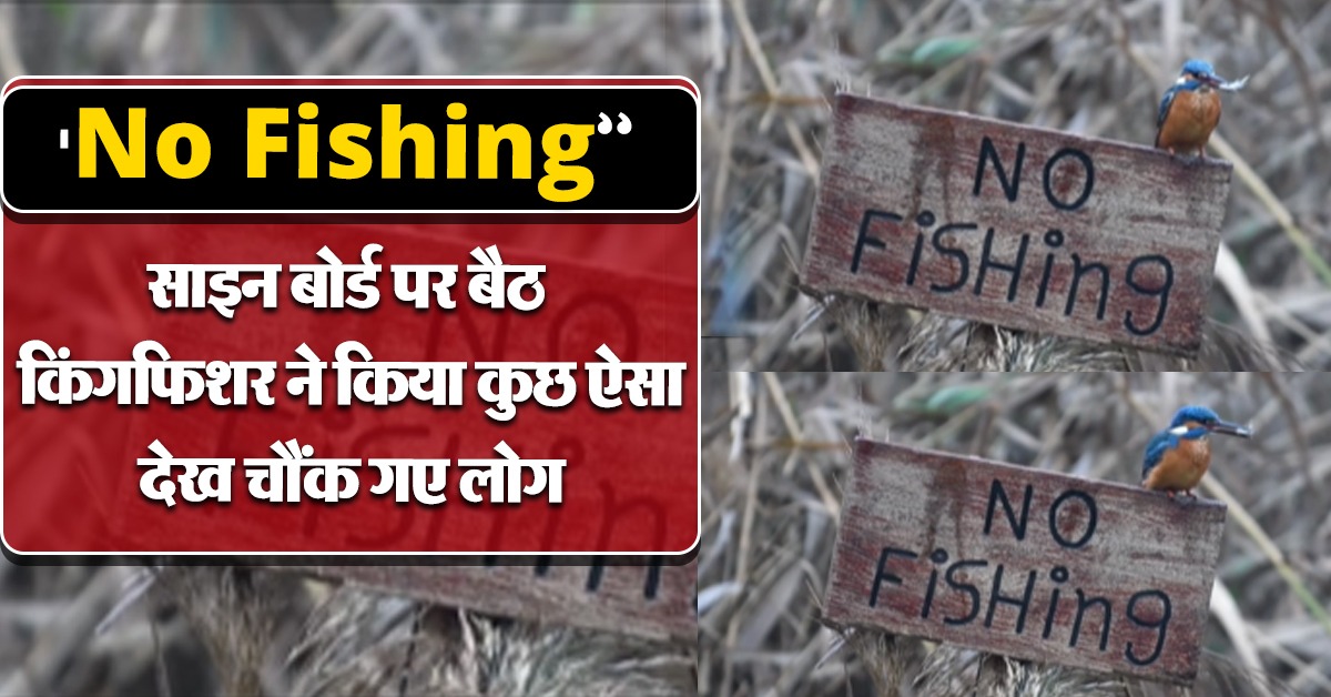 kingfisher rebellious act