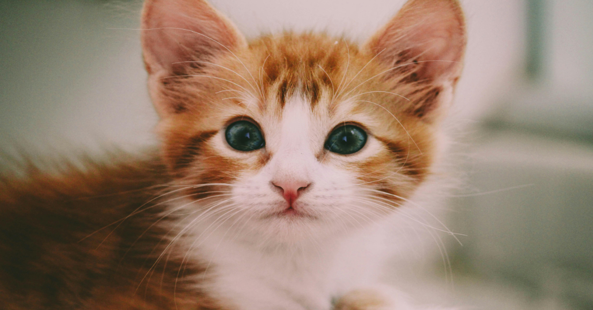 Cat Naamkaran Viral Video