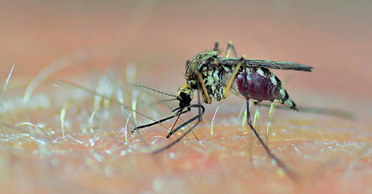Dengue