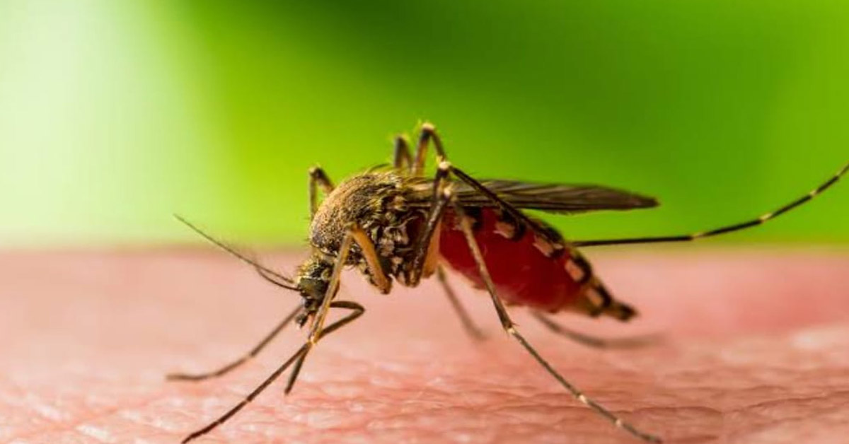 West Nile Fever