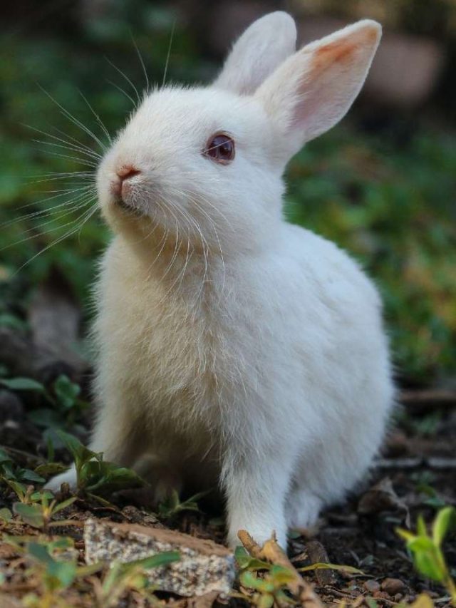 rabbit