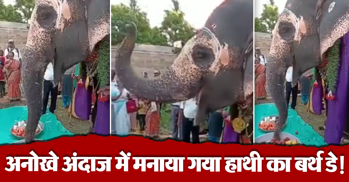 Elephant's Birthday