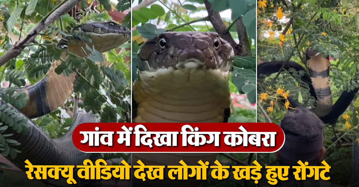 King Cobra Rescue Video