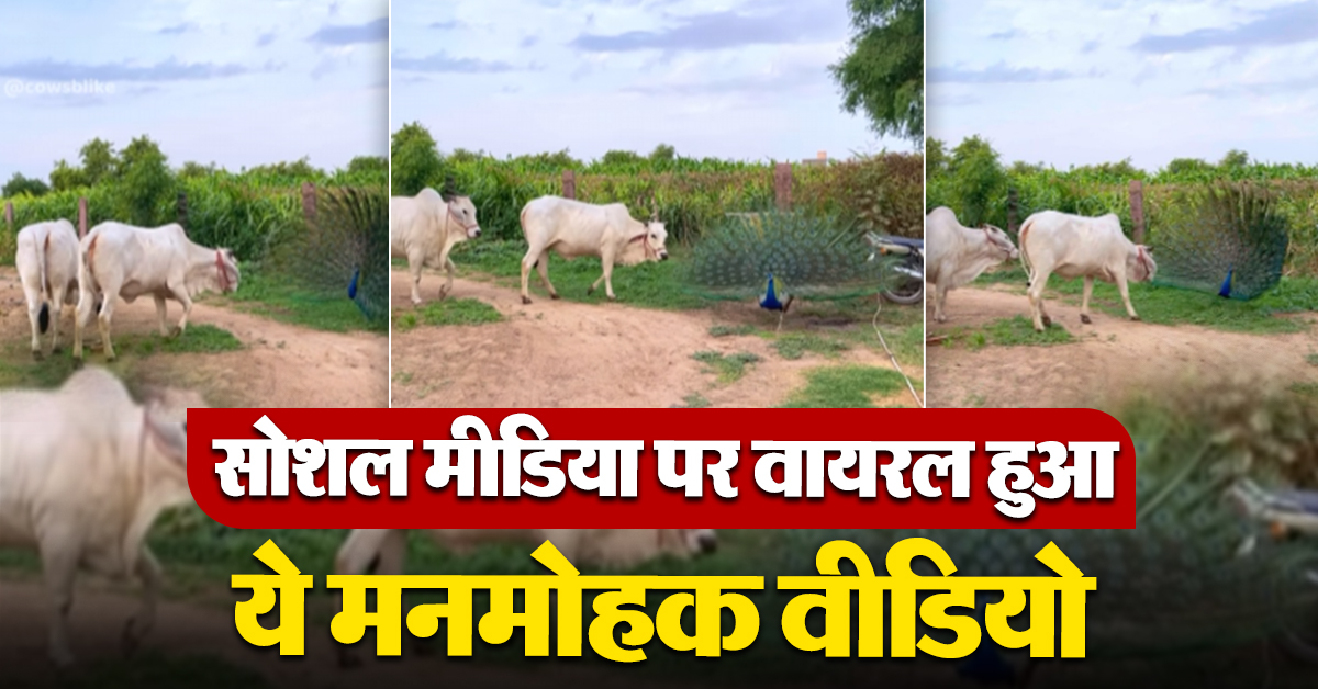 Cow and Peacock Viral Video