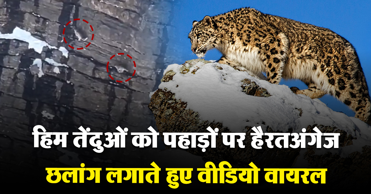 Snow Leopards Jumping Video