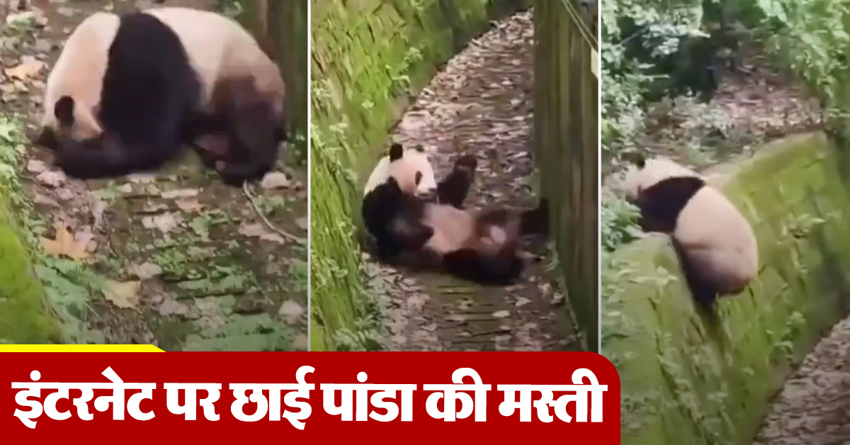 Panda video viral