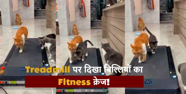 Fitness Freak Cats