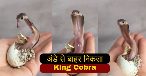 King Cobra Viral Video