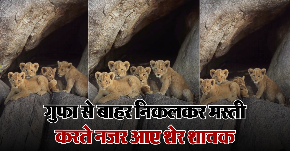 Lion cubs video