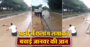 शख्स ने पानी में छलांग लगाकर बचाई जानवर की जान, वीडियो देख लोगों ने बांधे तारीफों के पुल