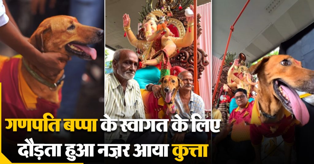 Ganesh Chaturthi Viral Dog Video