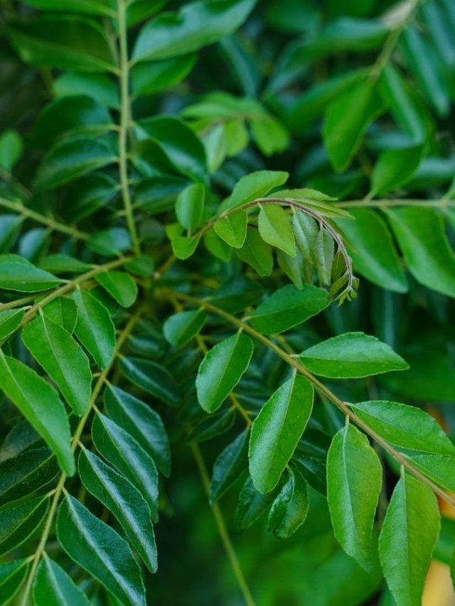 Curry-leaves-plant