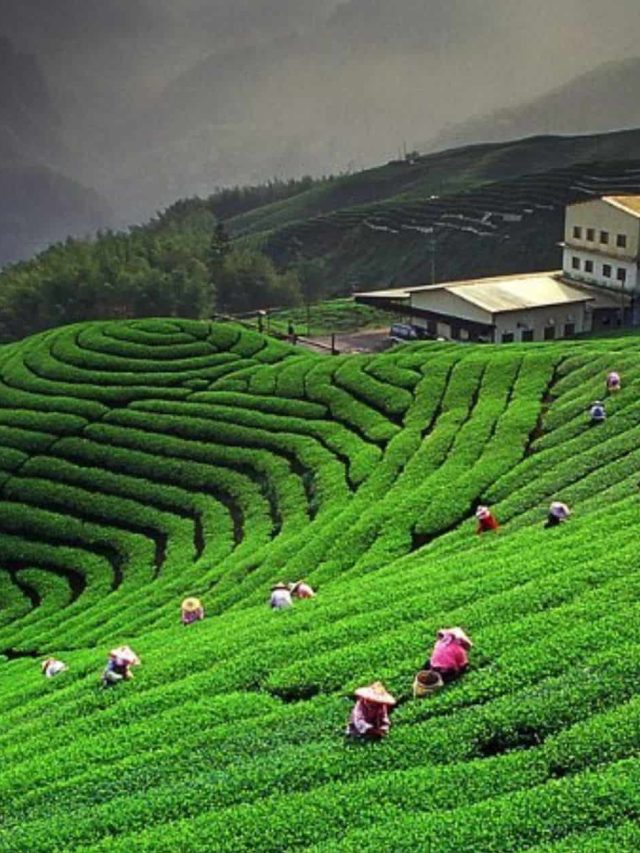 Darjeeling-Tea-Garden
