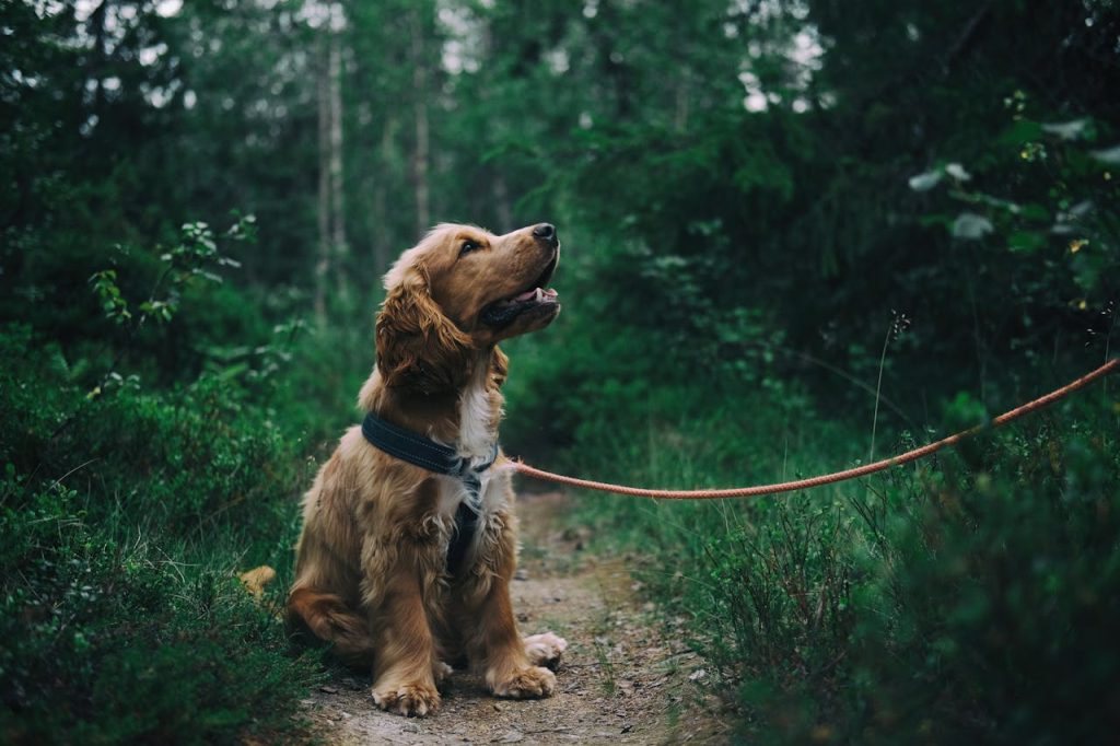 Dog video viral