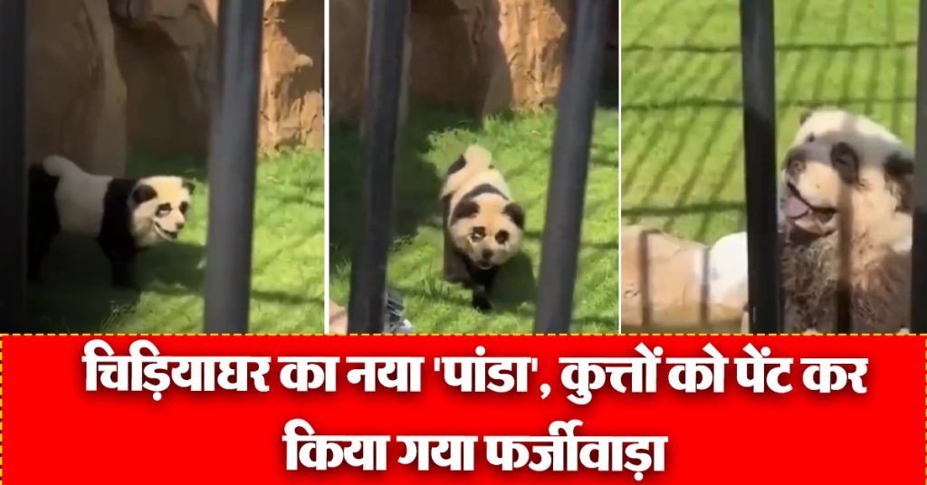 Fake Panda Viral Video
