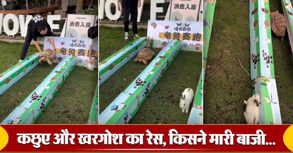 Rabbit and Tortoise Race