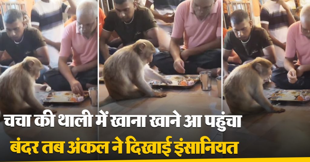 Viral Monkey Cute Video