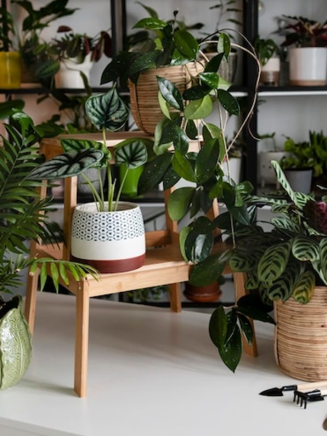 plants