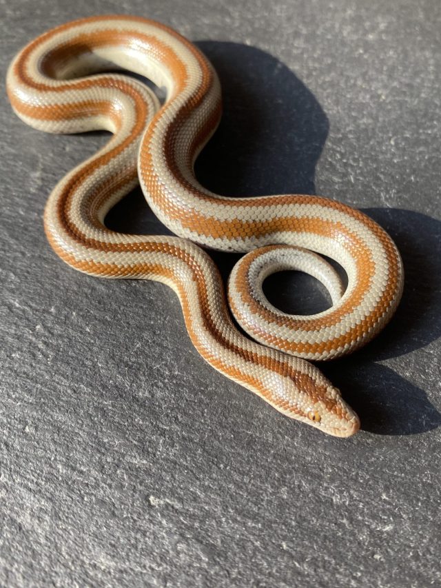rosy