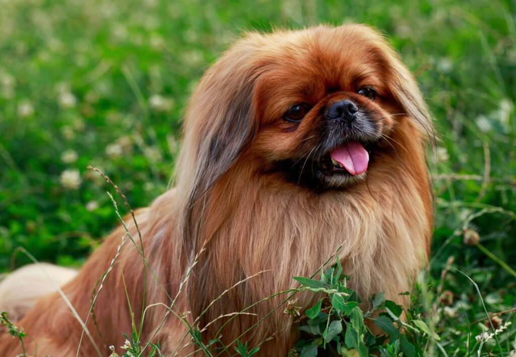 1360426 pekingese