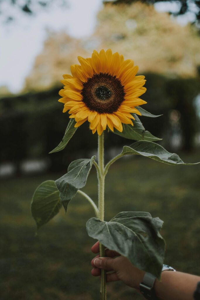 1361473 pexels lilartsy 1624076 1