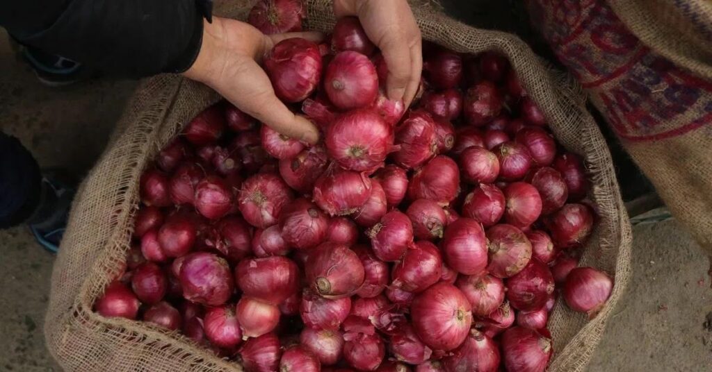 1362567 onion
