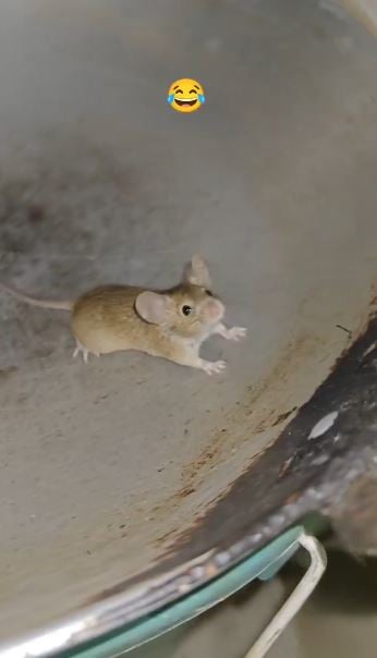 1363093 rat 6