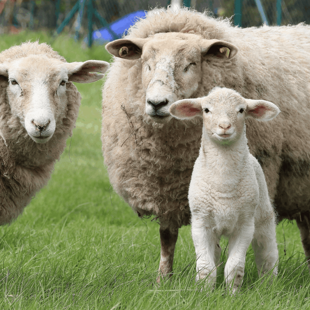 1363155 lamb2
