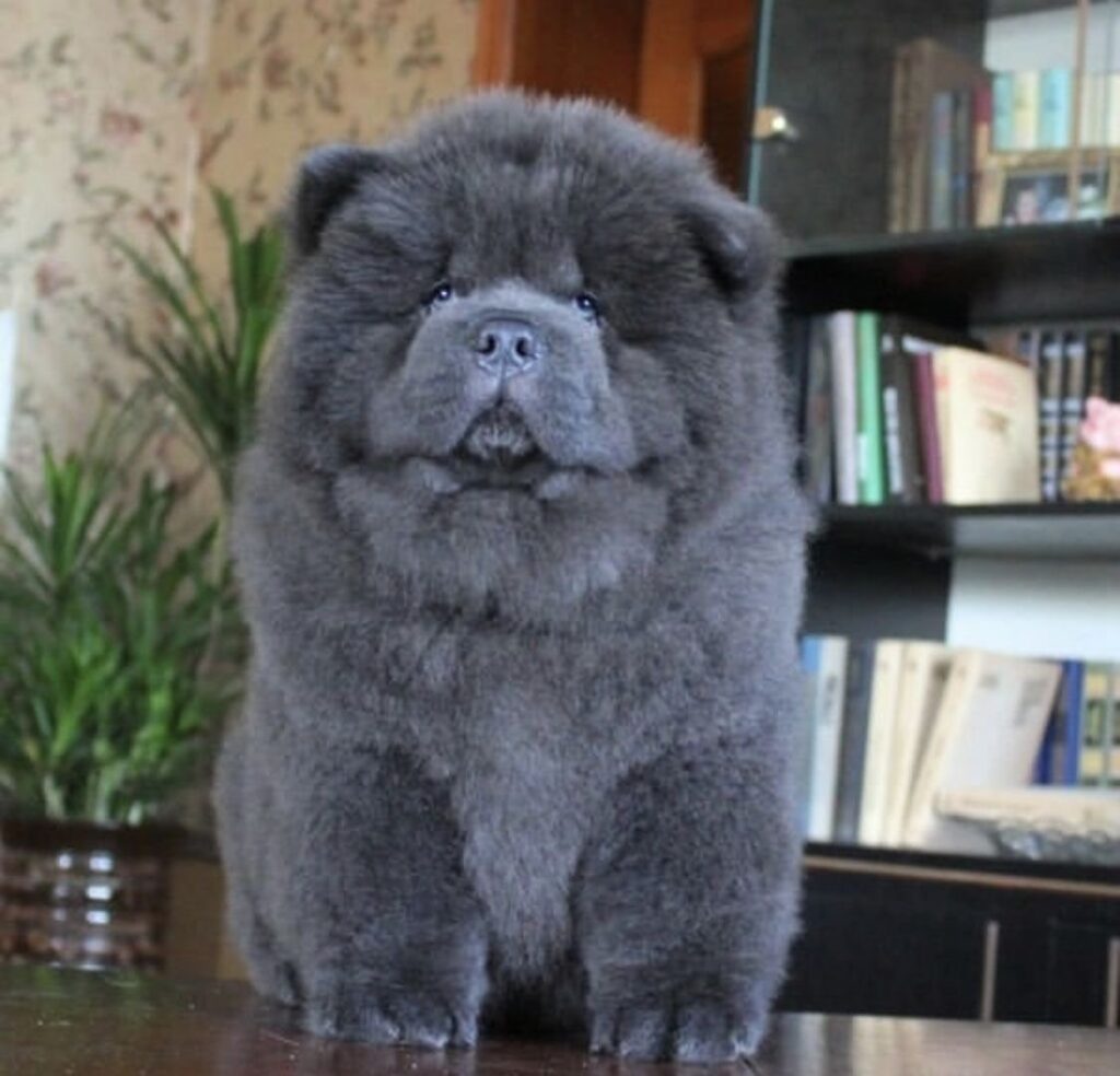 1363413 Chow Chow dog2
