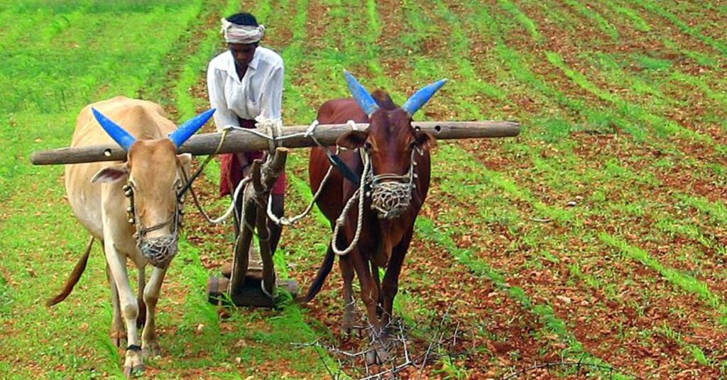 1365915 farmer
