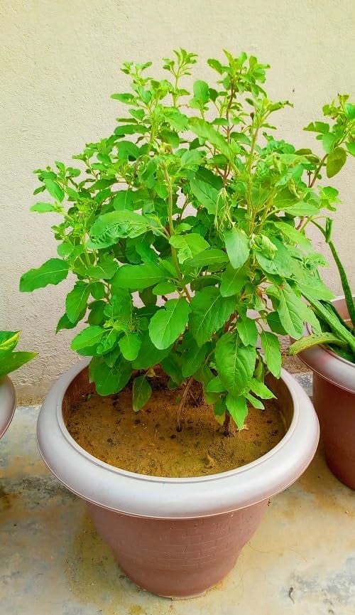 1367888 Basil 1