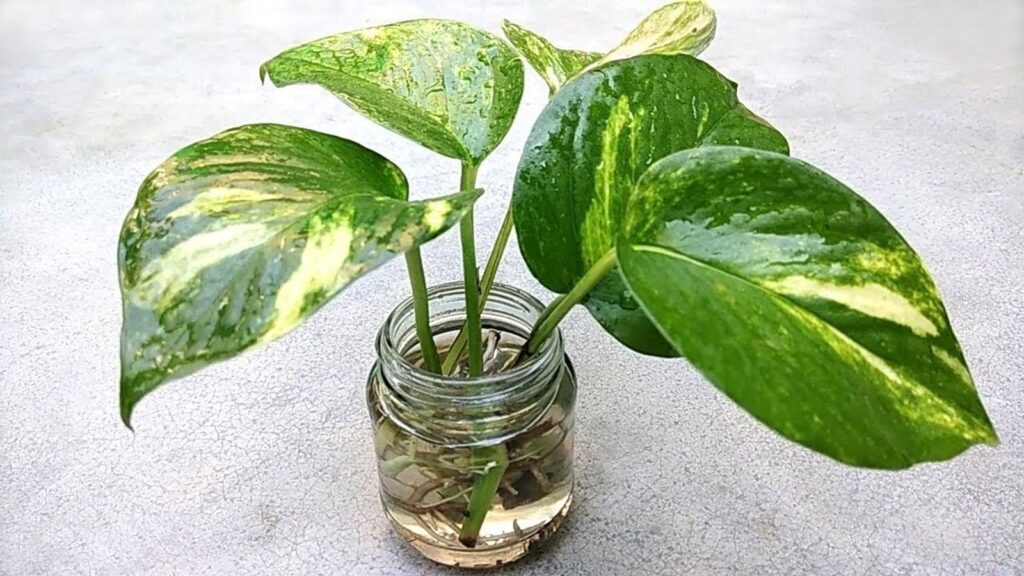 1369272 plant