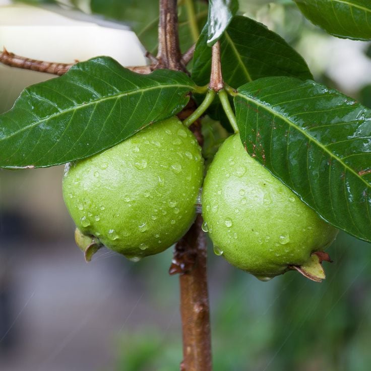 1369572 guava 6