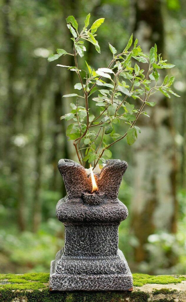 1369810 tulsi