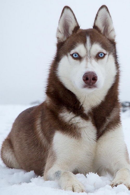 1369820 12 Dogs With Absolutely Breathtaking Blue Eyes