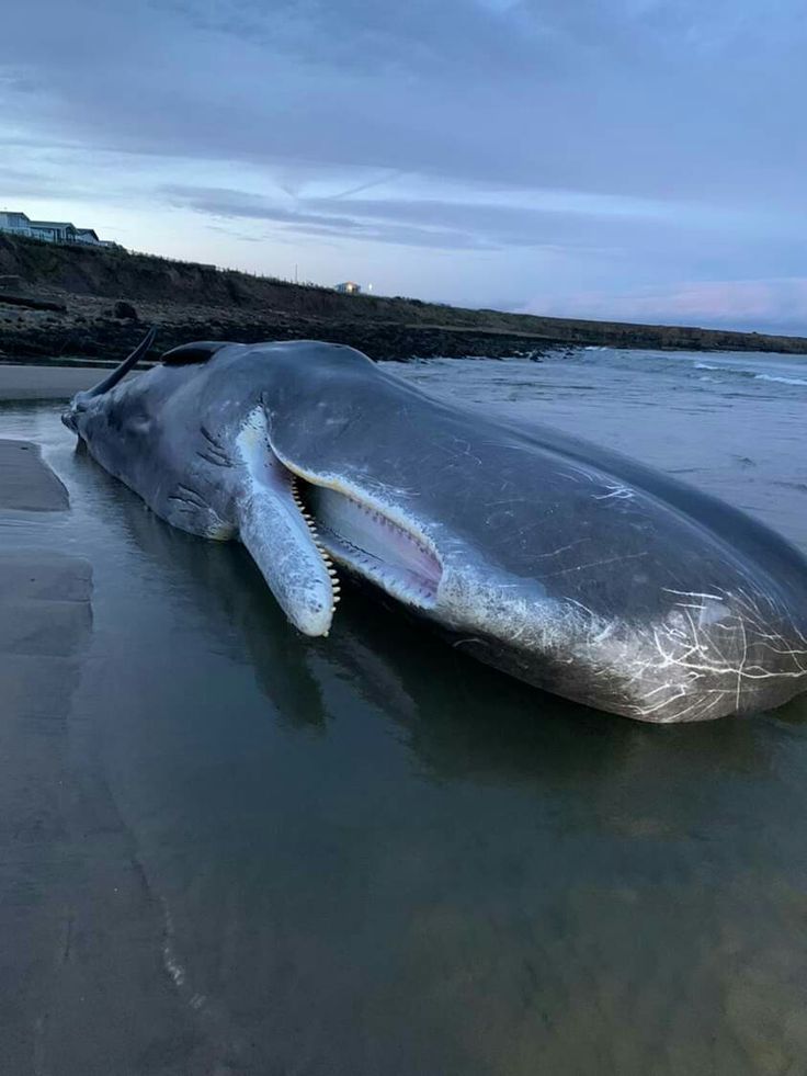 1370398 Sad Sperm whale grounded in Northumberland 1