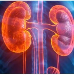 1371261 Kidney 1