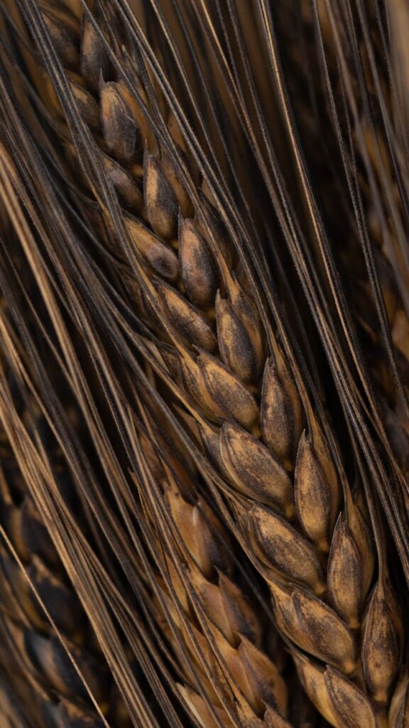 1371281 Black Eagle Spring Wheat BULK 1 ounce OG