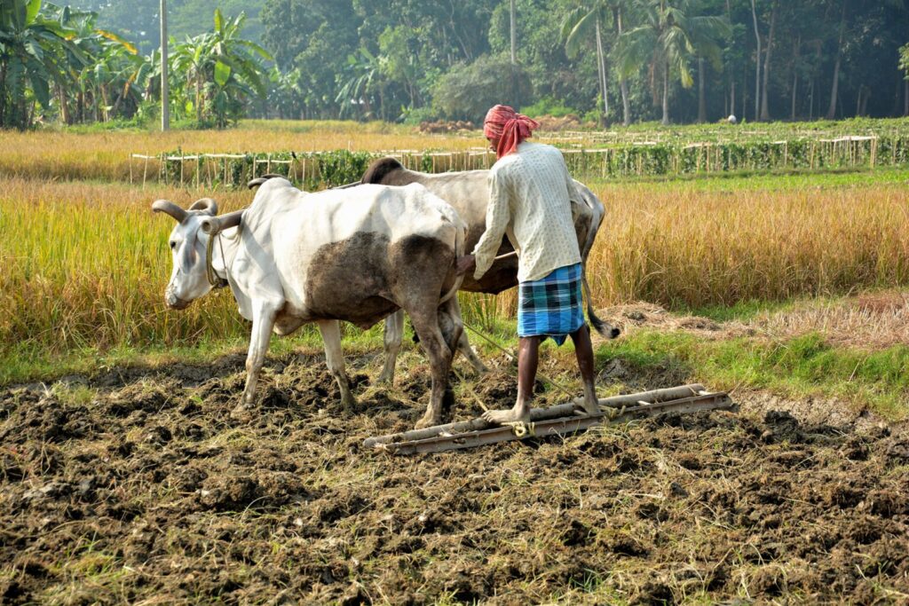 1373383 Indian Farmer 1 1536x1024