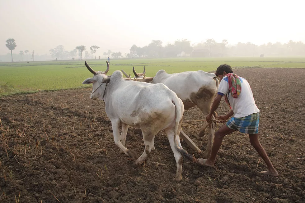 1373433 1200px PloughingwithcattleinWestBengal.jpg