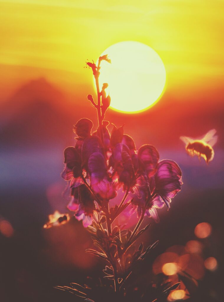 1373609 pexels 8moments 1353126 2