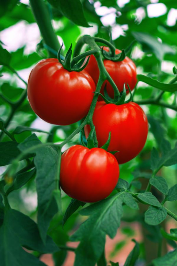 1373677 The Easiest Way To Tie Up Tomato Plants And The Cheapest Too