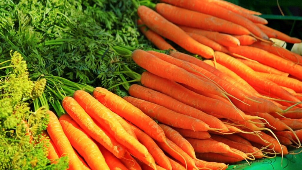 1373701 carrotthumb