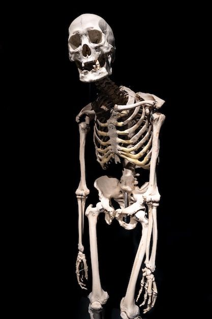 1373883 Free Photo Human skeleton on a black background isolated
