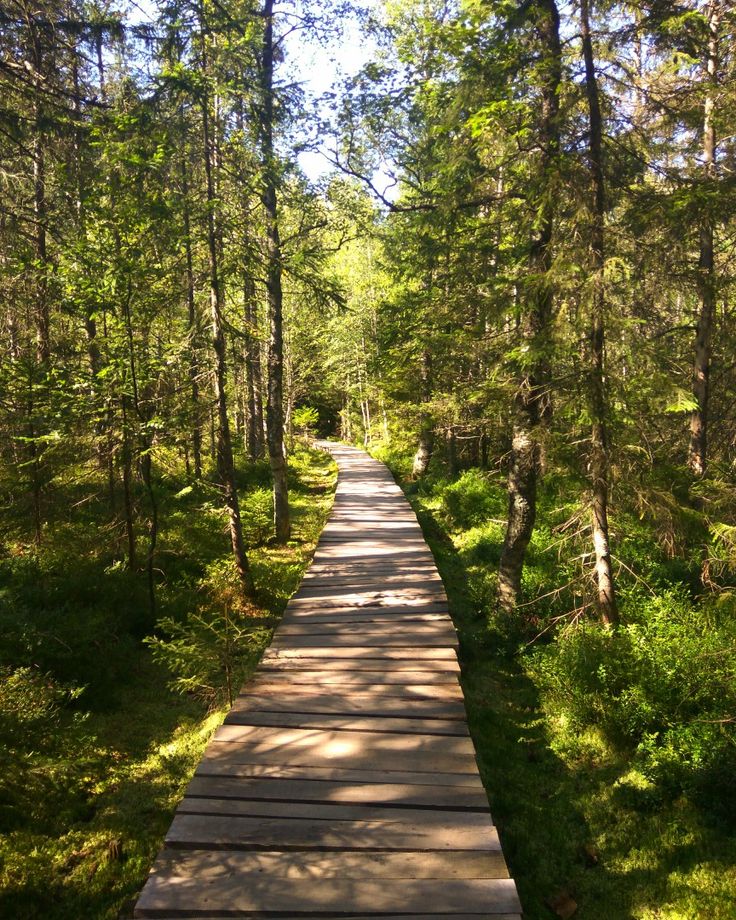 1376017 forests in india 2