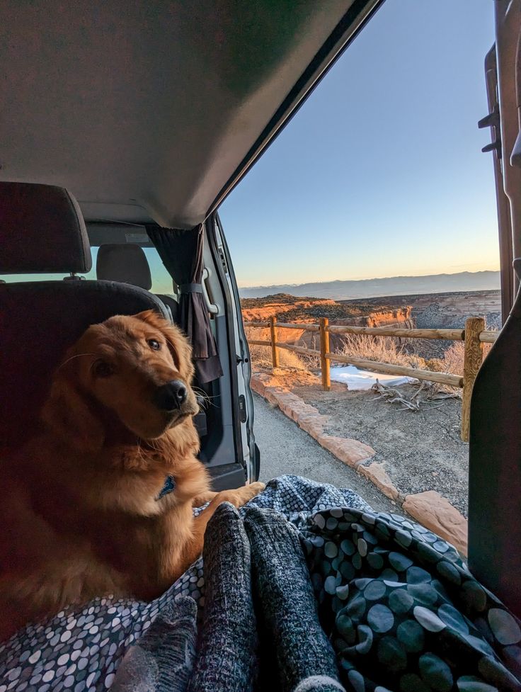 1376655 Pet Friendly Camper Van Rentals Escape Campervans