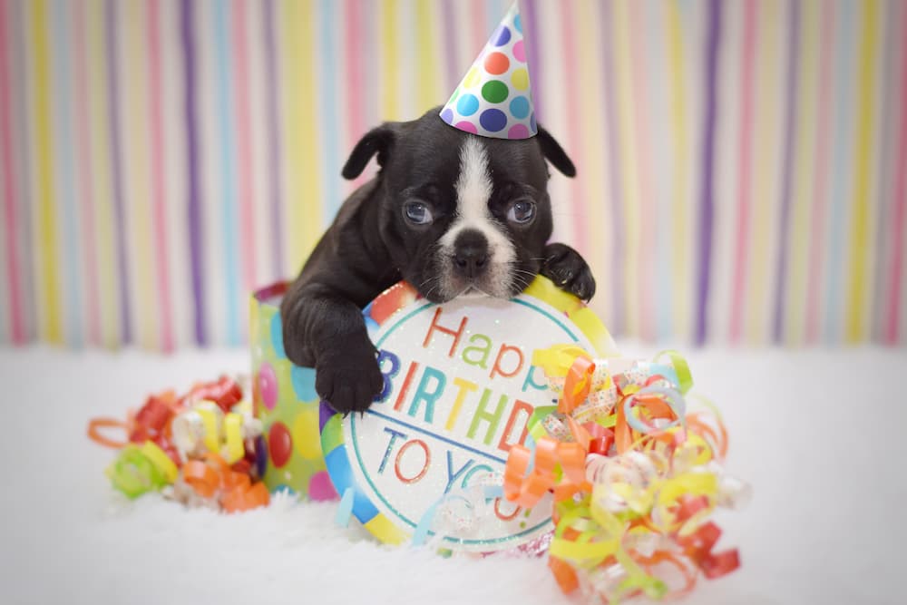 1376887 dog birthday 2