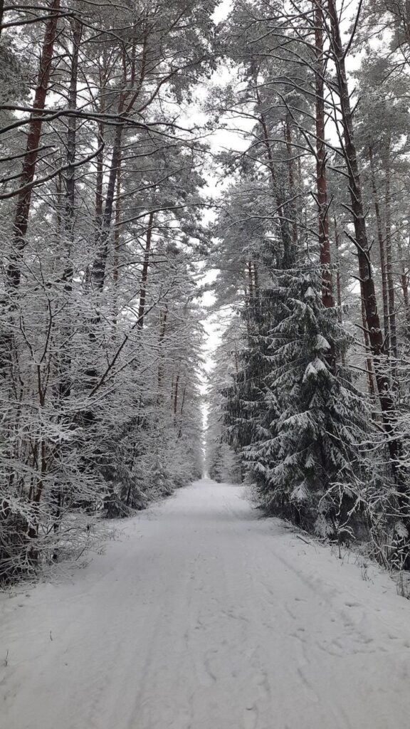 1377037 Snowfall Places 1