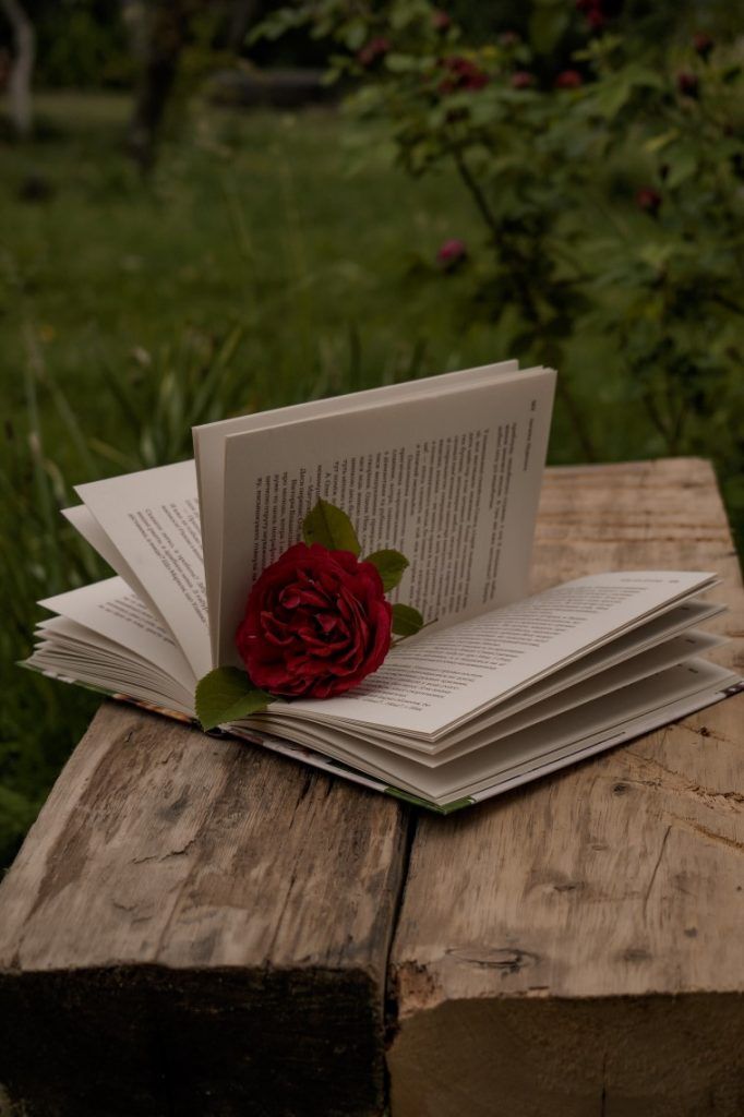 1379305 Book with rose Rose